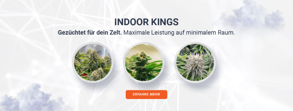 Nordkraut Indoo Kings Banner mit Hanfblüten drauf