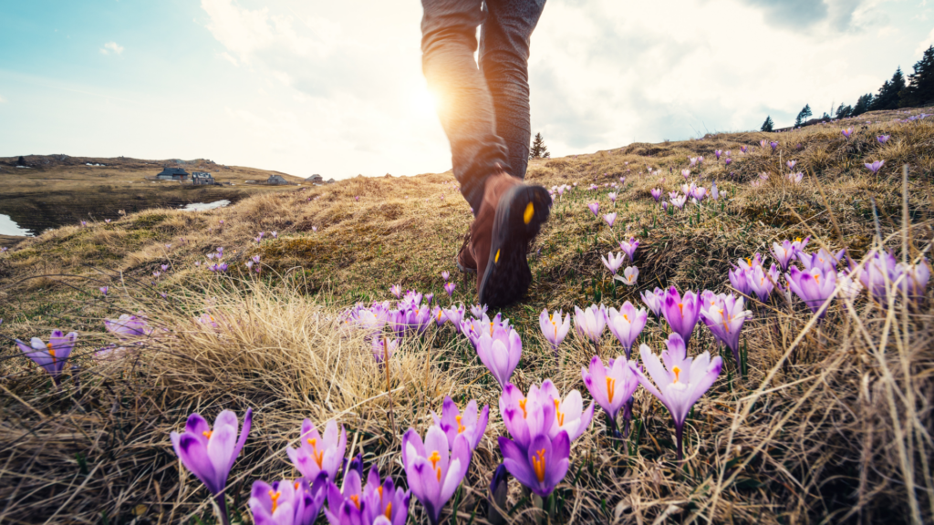 Wanderer auf Bergwiese mit blühenden Krokussen und sonniger Frühlingslandschaft