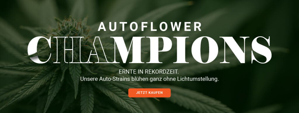 Autoflower Banner von Nordkraut