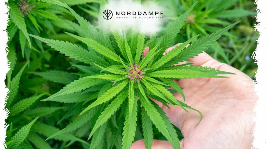 Cannabis-Pflanze