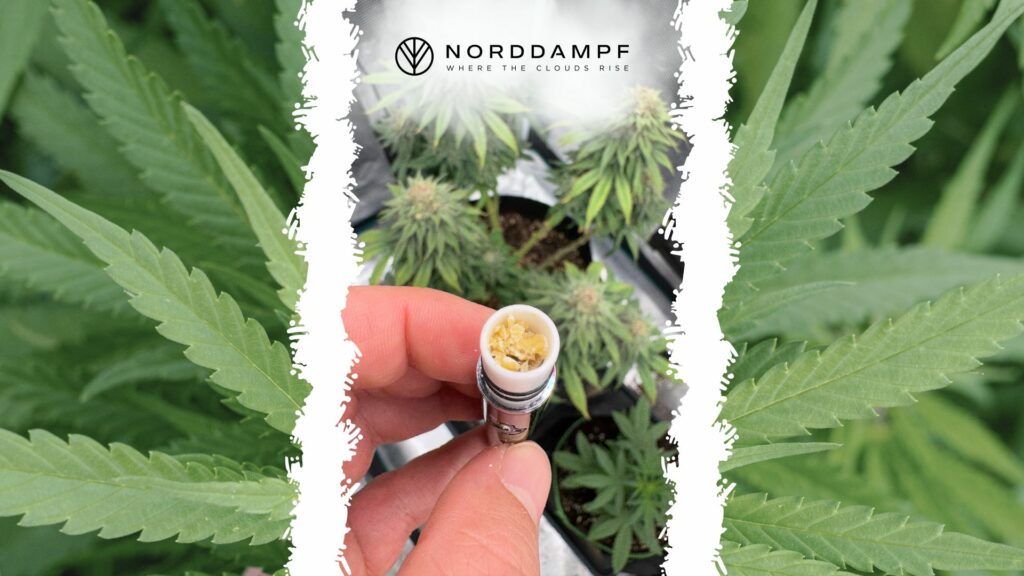 Cannabis-Bestimmungen weltweit