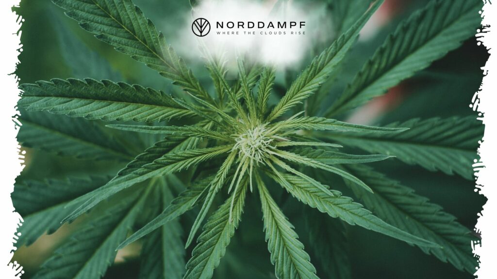 Cannabis