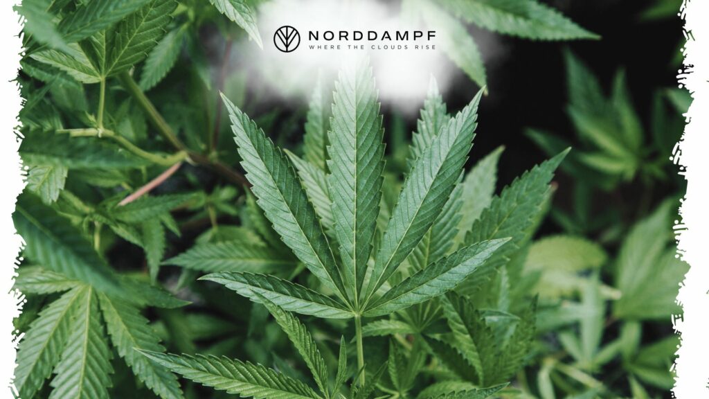 Cannabis