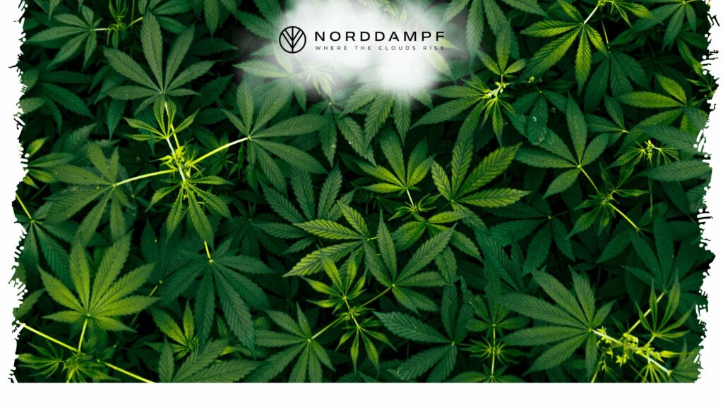 Es gibt verschiedene Arten von Cannabis