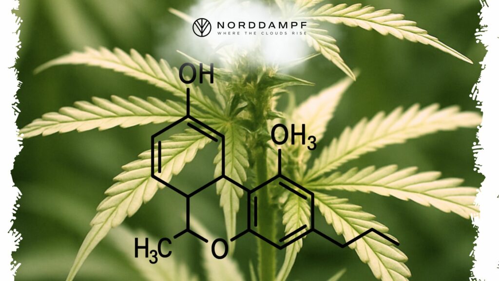 Wie dein Körper Cannabis verarbeitet
