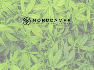 Sativa vs. Indica: What Differences Should You Know? Final