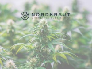 Cannabis-Trainingstechniken: LST, HST und Topping einfach erklärt