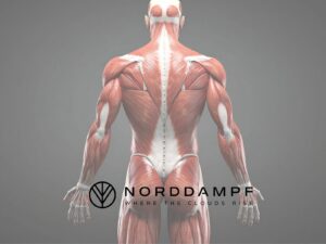 CBD und Muskelregeneration – hilft das wirklich beim Sport?