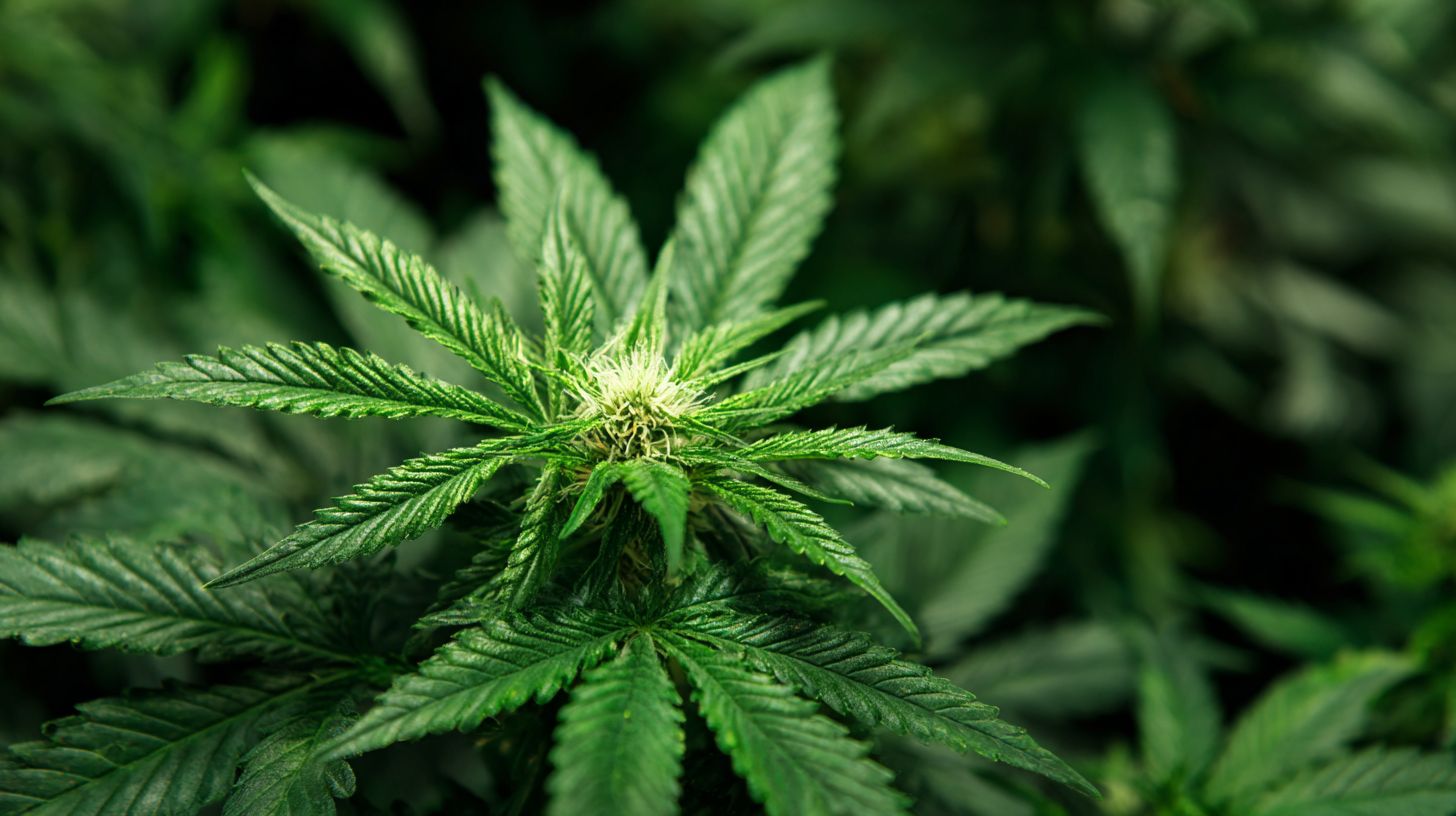 Cannabis Anbau Deutschland