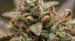 eine Cannabisblühte mit Samen, die von einer Bestäubung entstanden sind