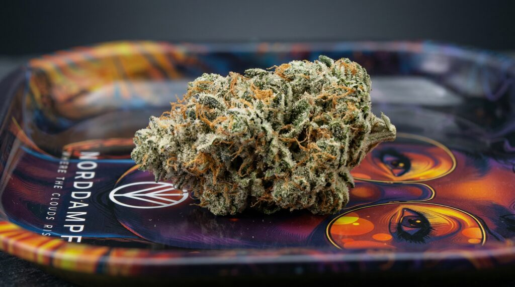 A harvested cannabis flower lies on the Norddampf rolling tray. The flowers are mostly milky in color, with a small portion appearing amber. 