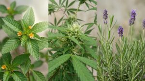 damiana, cannabis und lavendel im vergleich.