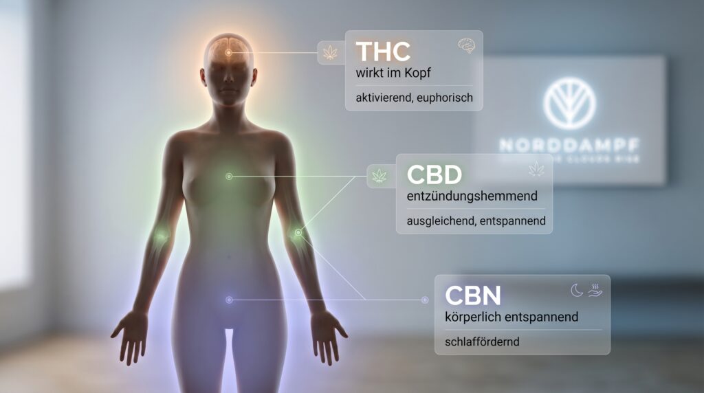 Cannabinoids found in the body. THC has psychoactive effects, whereas CBD has anti-inflammatory effects and CBN promotes physical relaxation.
