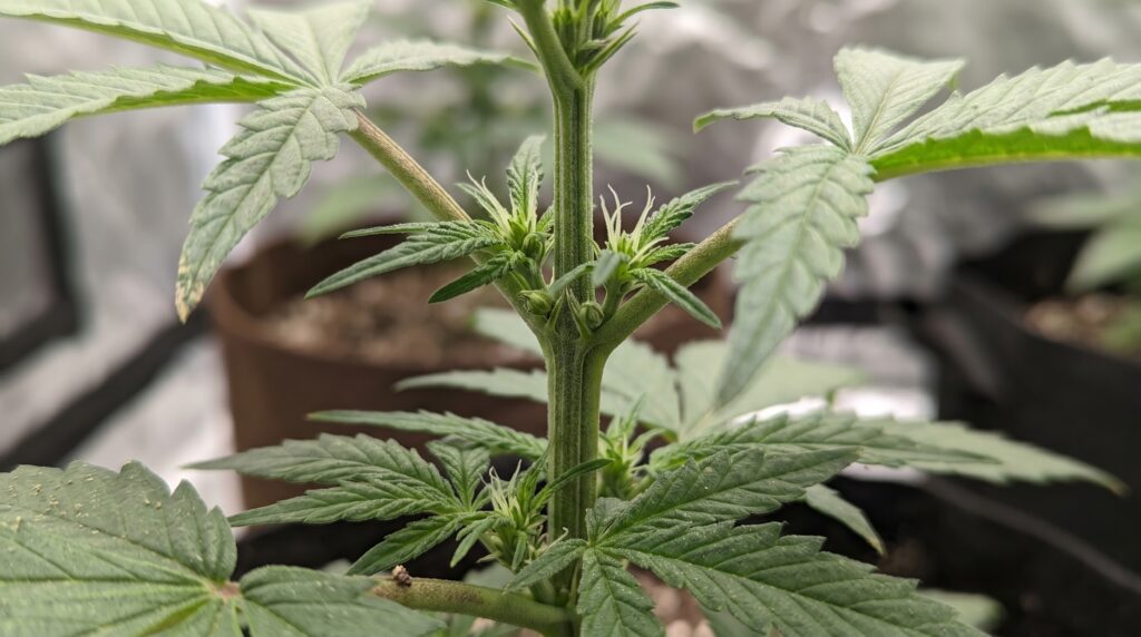 Female characteristics of a cannabis plant. In photoperiod plants, this can be controlled by adjusting the light cycle; in autoflowers, these characteristics develop automatically over time. 