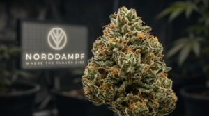 Eine fertige Cannabisblüte, bereits getrocknet und geschnitten. Im Hintergrund ist das Norddampflogo
