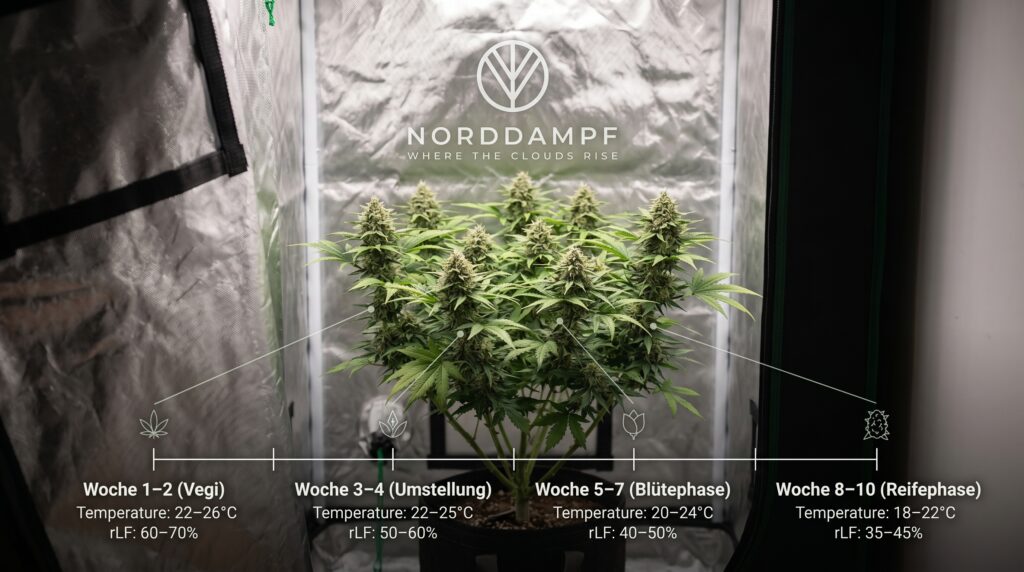 Eine Cannabispflanze wird hier in einer kontrollierten Umgebung dargestellt. Die Timeline zeigt, zu welchen Zeitpunkt, die Pflanze im optimalen Bereich ist.