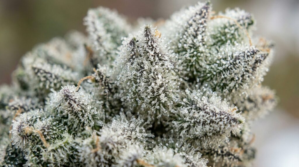 Eine harzreiche Cannabisblüte. Bei dieser Trichomstärke, ist davon auszugehen, dass diese sehr potent ist.