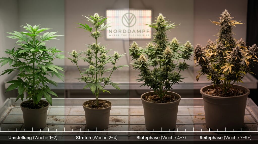 Hier sieht man die Cannabispflanzen, nach der Blüteumstellung. Die Pflanze durchläuft über die Strechphase über die Blütenbildung bis zur Reifephase mehrere Stadien.