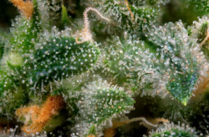 Trichome verstehen: Struktur, Funktion und Erntezeitpunkt